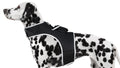 Never Lose Sight of Your Pet: Real-Time GPS Tracking with Comfort Harness