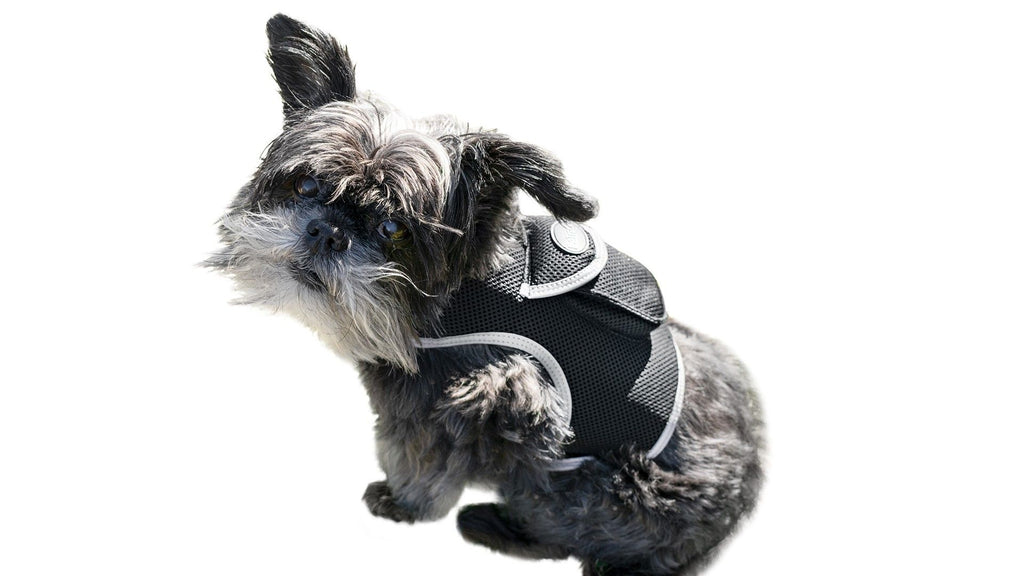 Never Worry Again: Track Your Pet in Real-Time with the Lightweight GPS Harness
