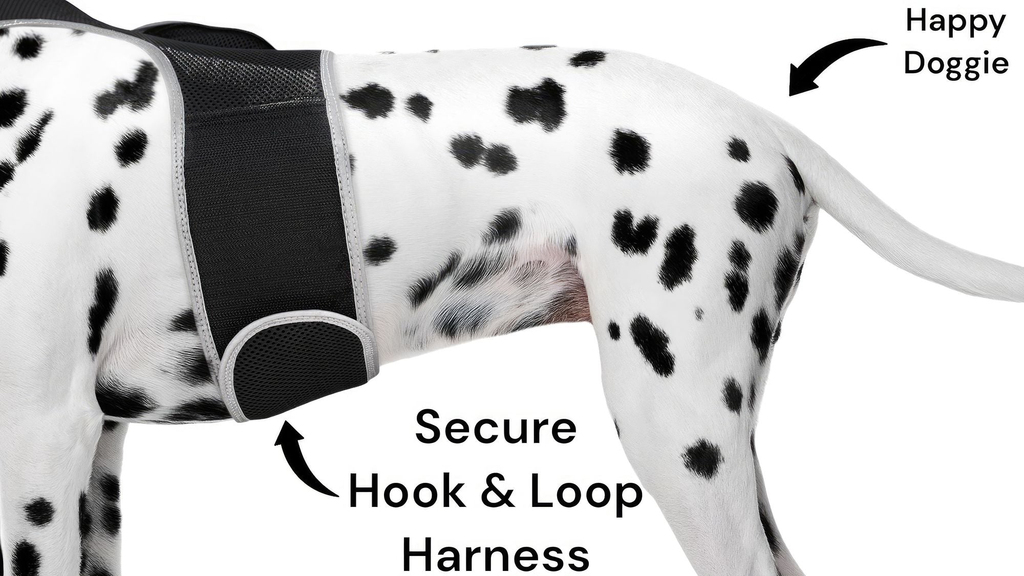 Track Your Pet Anywhere with the iTrackPET GPS Harness – Peace of Mind on Every Adventure
