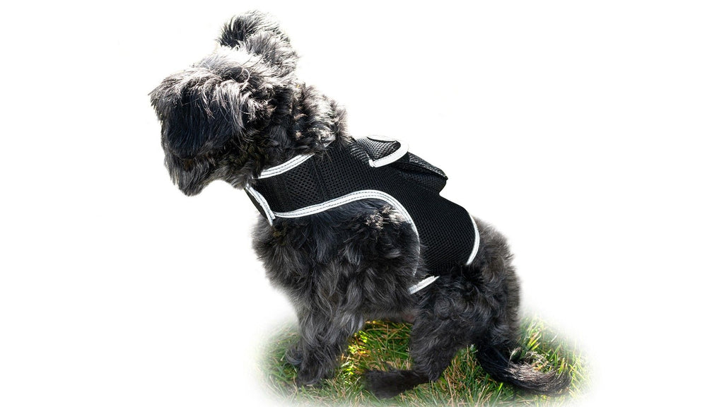 Never Lose Your Best Friend – GPS Pet Tracker Harness with Real-Time Tracking