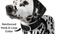 Never Lose Sight of Your Pup: GPS Tracker with App Control