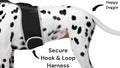 Real-Time GPS Pet Tracking: Lightweight, Comfortable, and Affordable