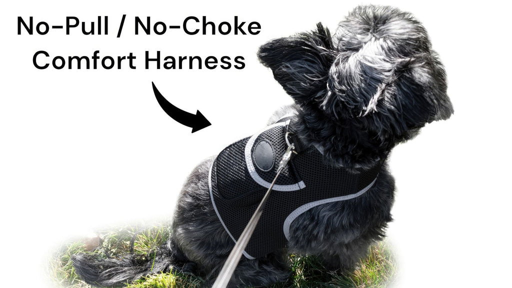 Keep Tabs on Your Pet with Real-Time GPS Tracking & Alerts