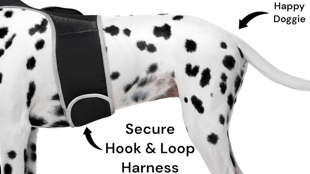 Track Your Pet Anywhere with the Comfortable GPS Tracker Harness
