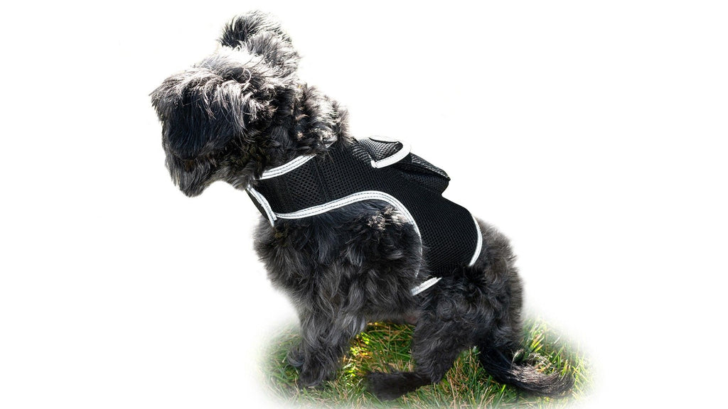 Real-Time GPS Pet Tracking – Track from Anywhere, Anytime
