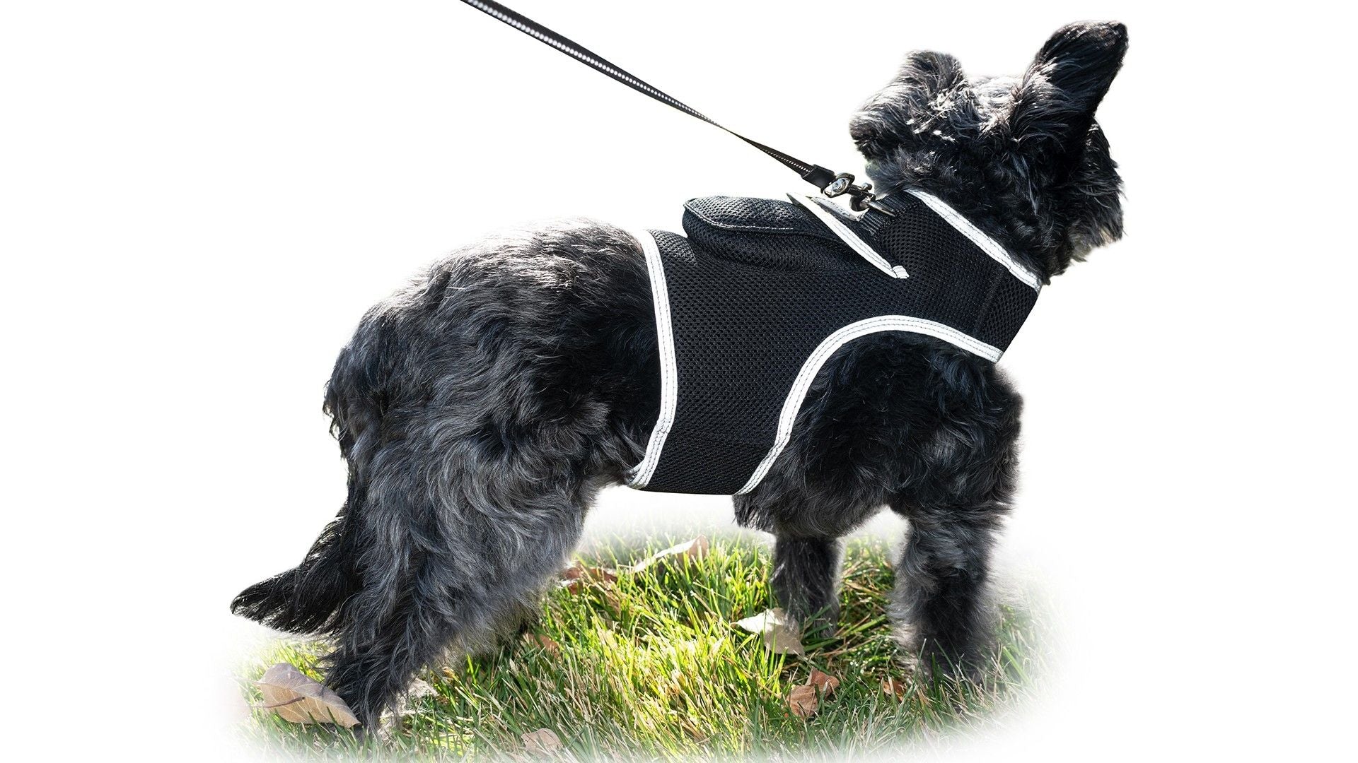 Keep Tabs on Your Furry Friend Anywhere with the Pet Tracker XL GPS Harness