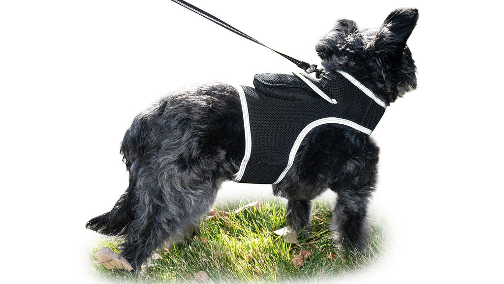 Never Lose Sight of Your Pet: Real-Time GPS Tracking Harness