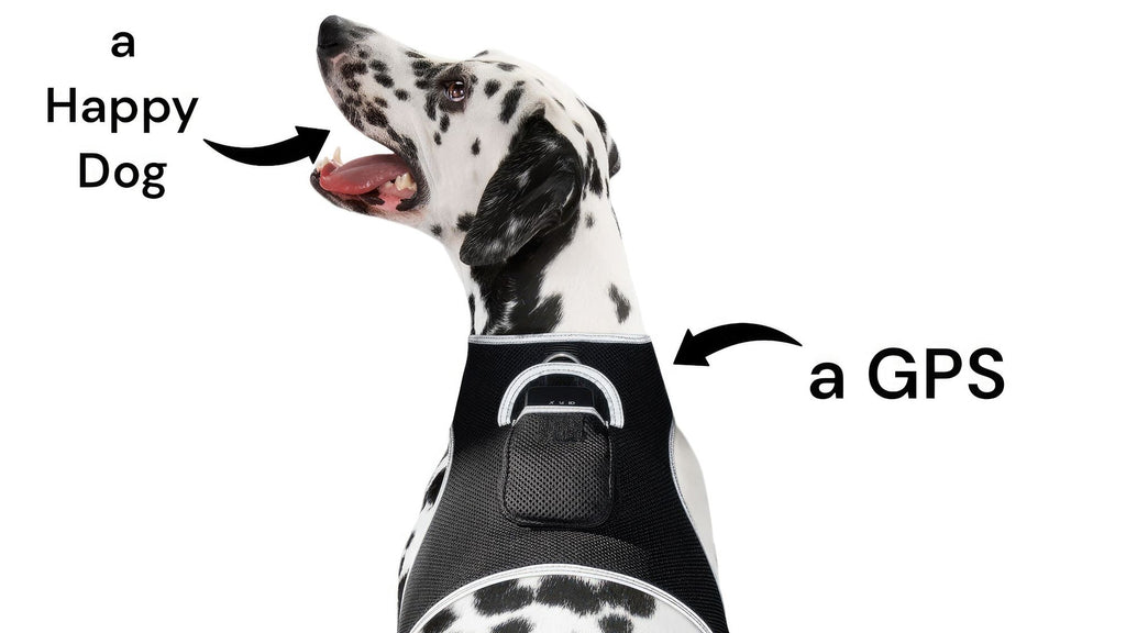 Rechargeable GPS Pet Tracker Harness – Live Track Your Pet from Your Phone