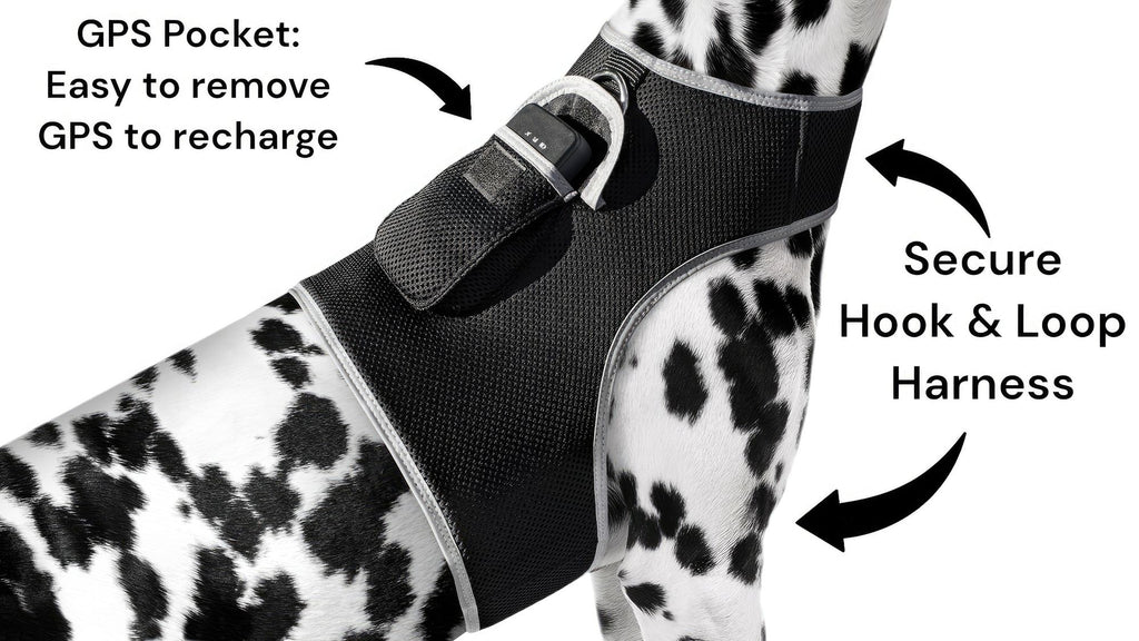 Track Your Pet Anywhere with the Rechargeable GPS Harness – No Contracts, Low Cost