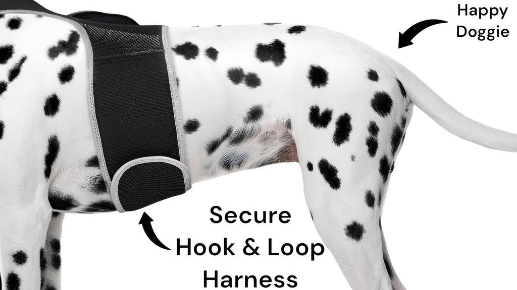 Never Lose Track of Your Pet Again – GPS Tracker Harness with Realtime App