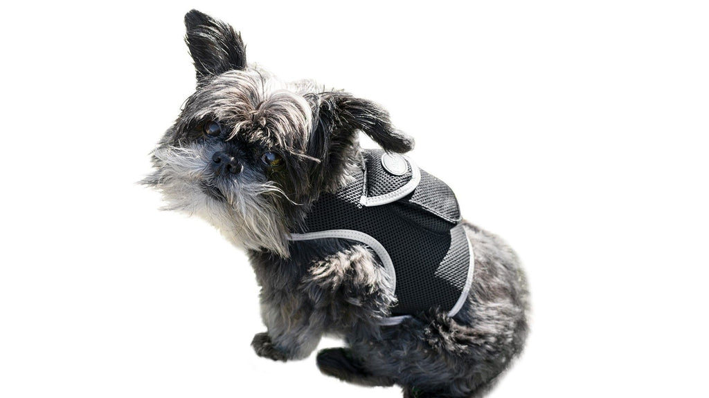 Never Lose Sight of Your Pet: Rechargeable GPS Tracker Harness