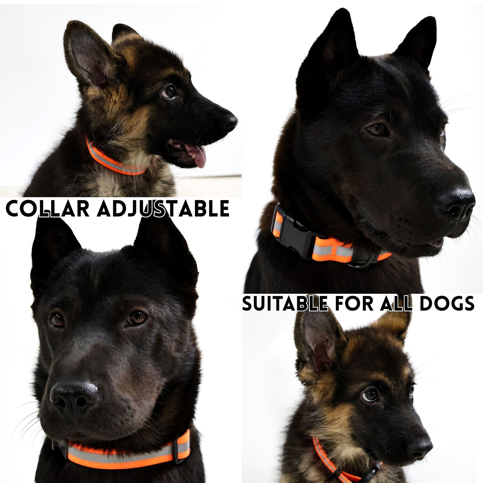 practical water-ready Reflective Dog Leash & Collar Set