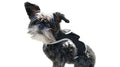 Smalli Dog GPS Waterproof Tracker w/ GSM GPRS Realtime Tracking System Size:XL