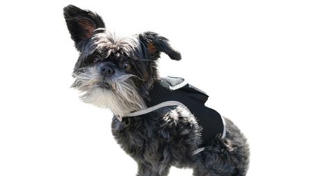 Smalli Dog GPS Waterproof Tracker w/ GSM GPRS Realtime Tracking System Size:XL