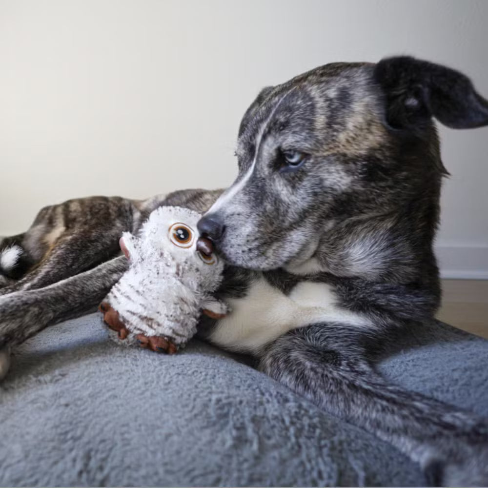 Plush Owl Dog Toy With Crinkles and a Hidden Toy Inside