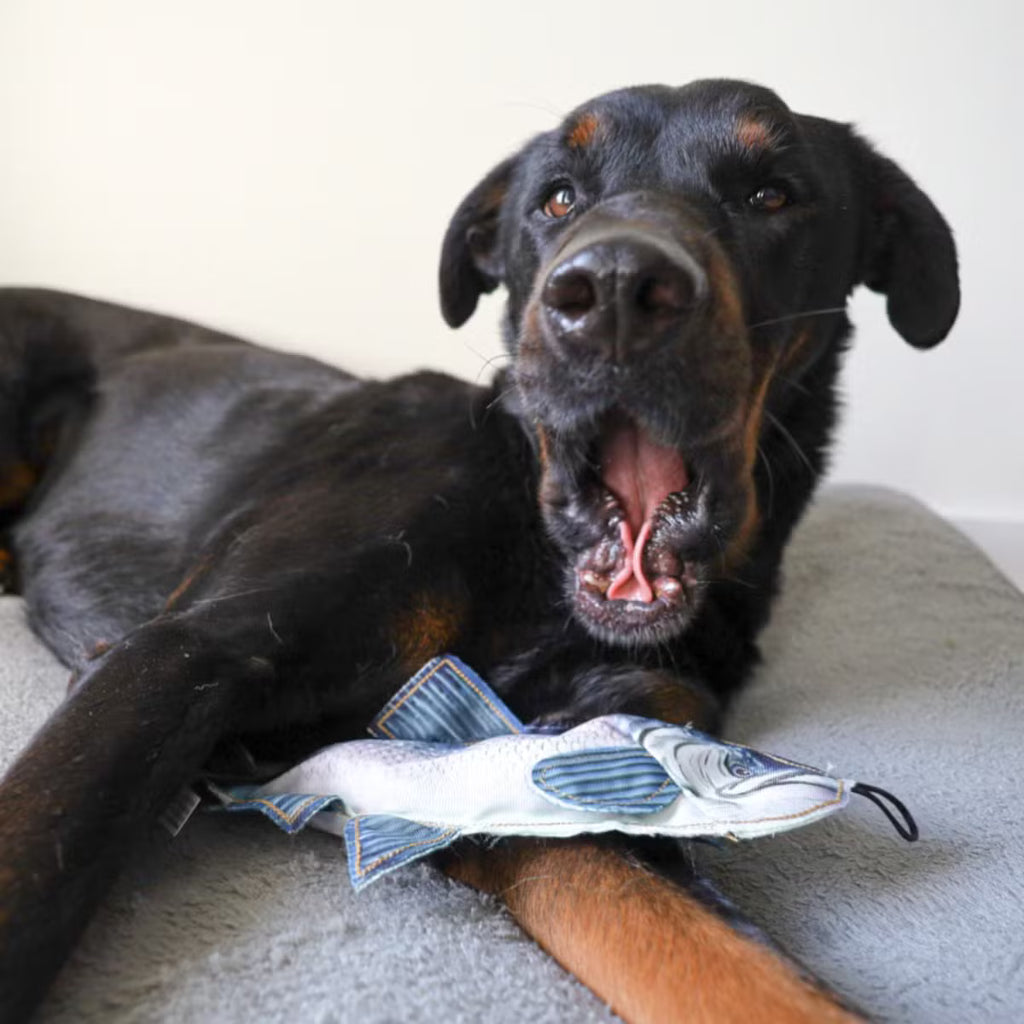 A Dog Toy with an Inner Toy, Crinkles, and Squeaks