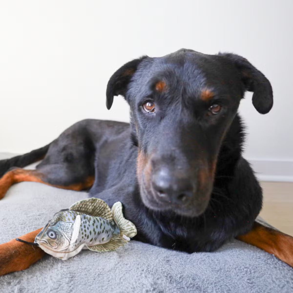 Crinkling Squeaky Dog Toy with an Inner Toy Inside
