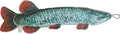 everyday Denim Muskie Dog Toy with Crinkle & Squeak Sounds