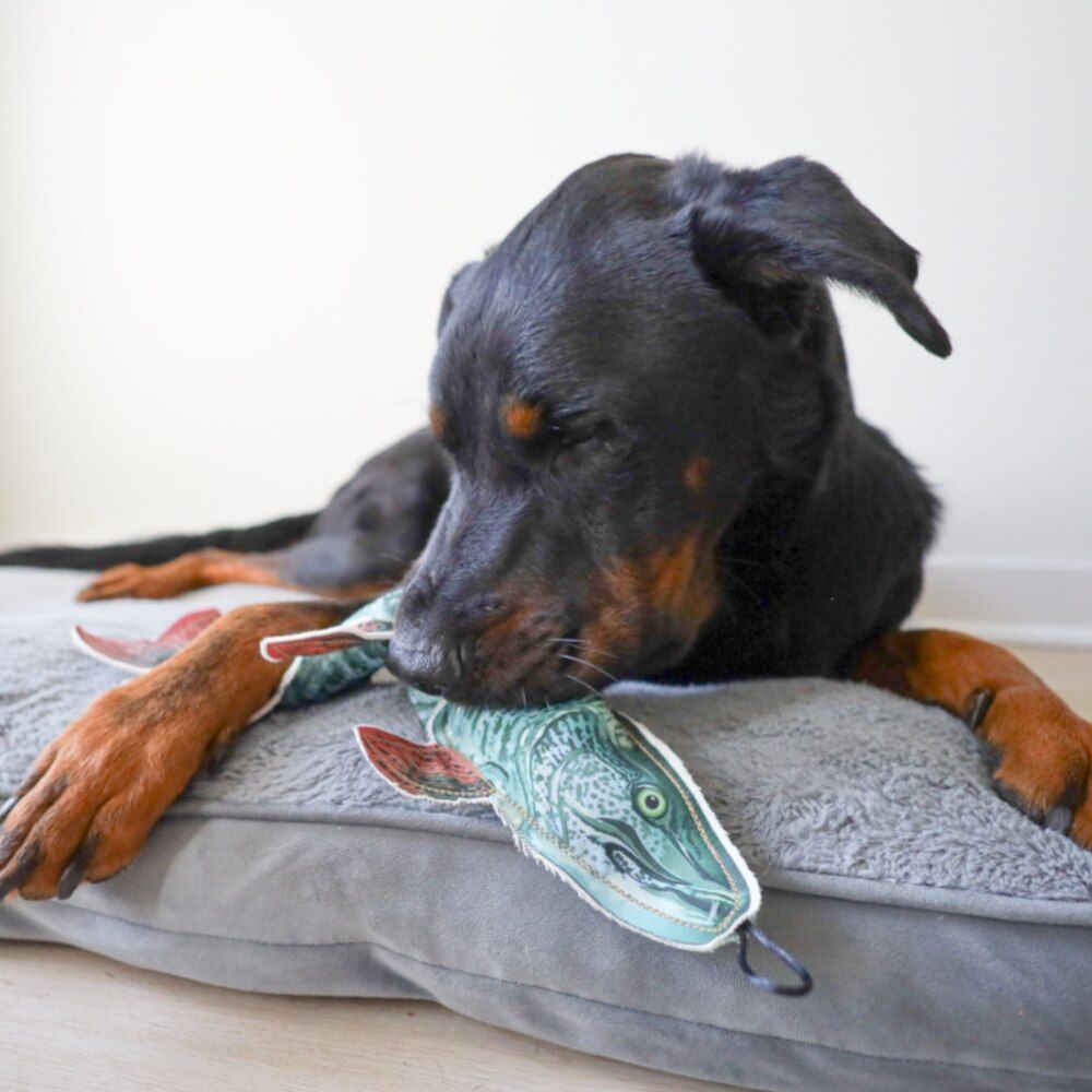 everyday Denim Muskie Dog Toy with Crinkle & Squeak Sounds