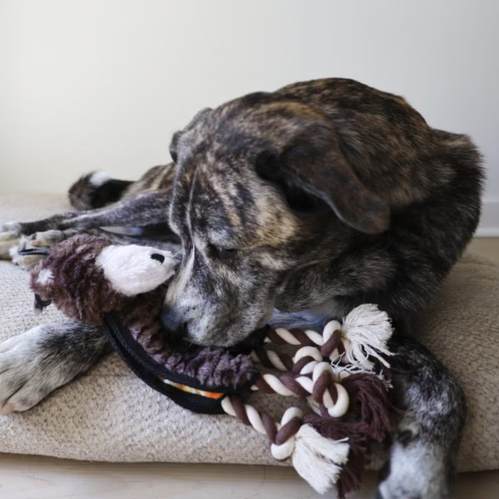 Bear-Shaped Flat Dog Toy with Rope, Squeaker, and Inner Toy
