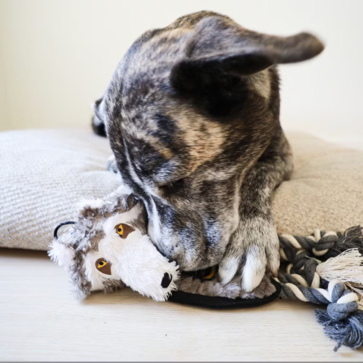 Flat Tug Toy for Dogs with Rope, Squeaks, and Inner Toy