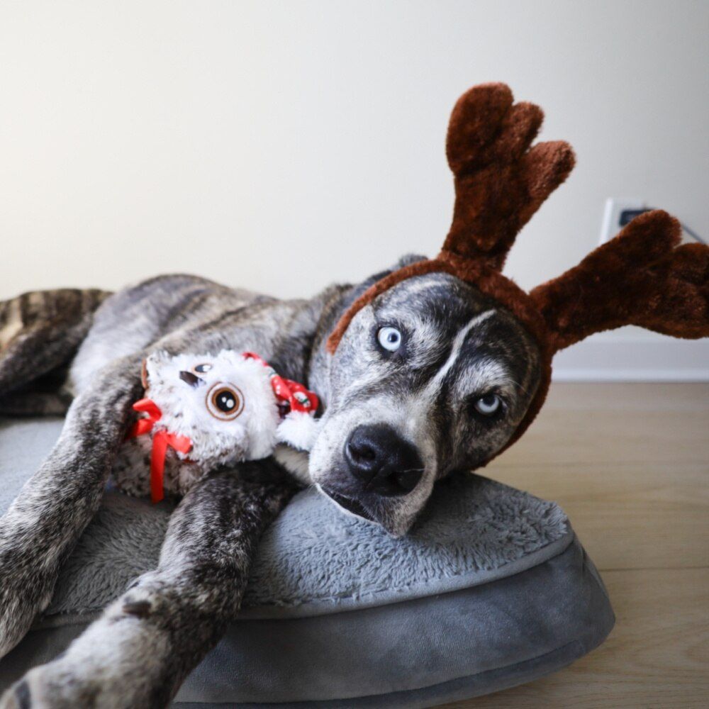 structured Dog - Holiday Baby Owl