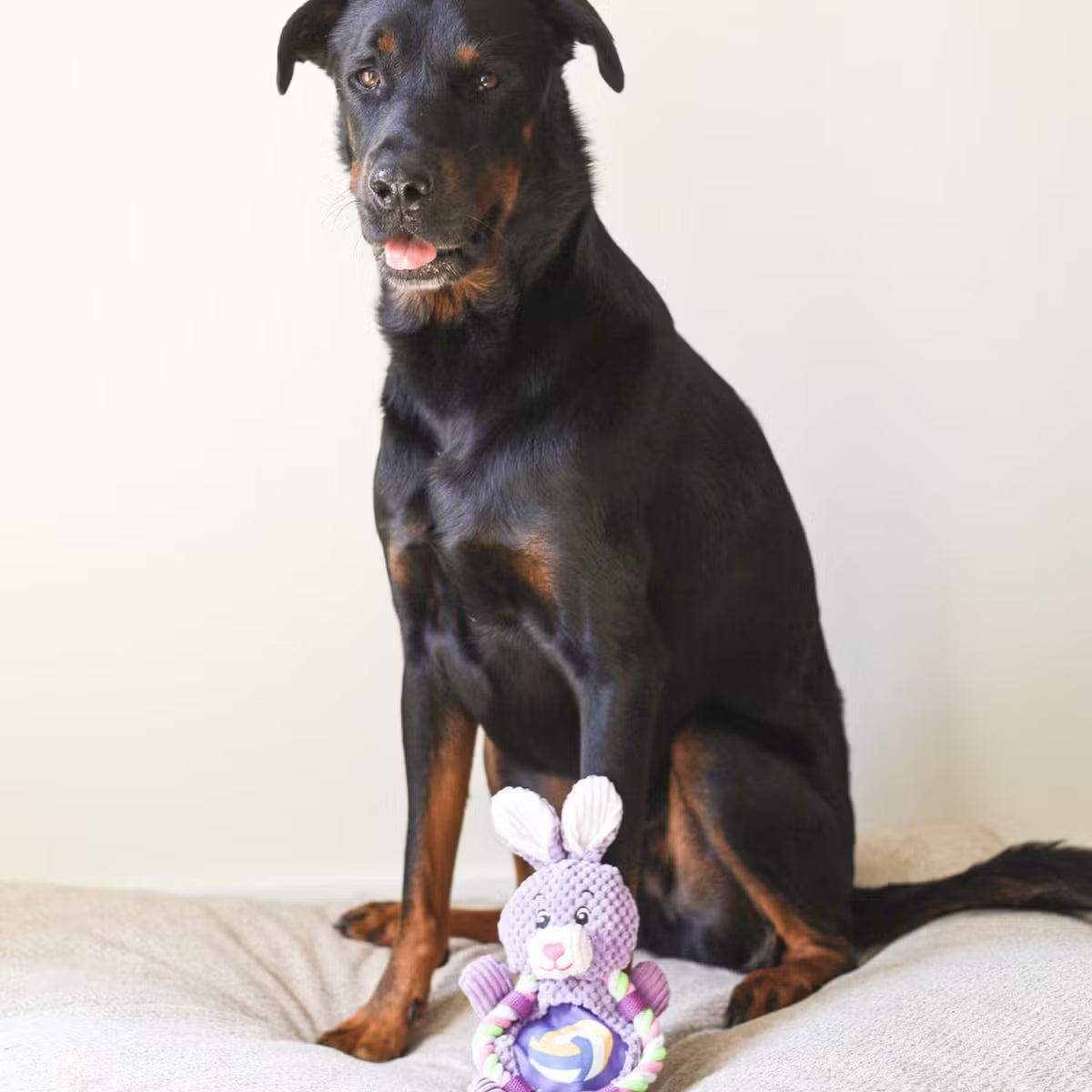 Flat Bunny Dog Toy With a Hidden Inner Toy