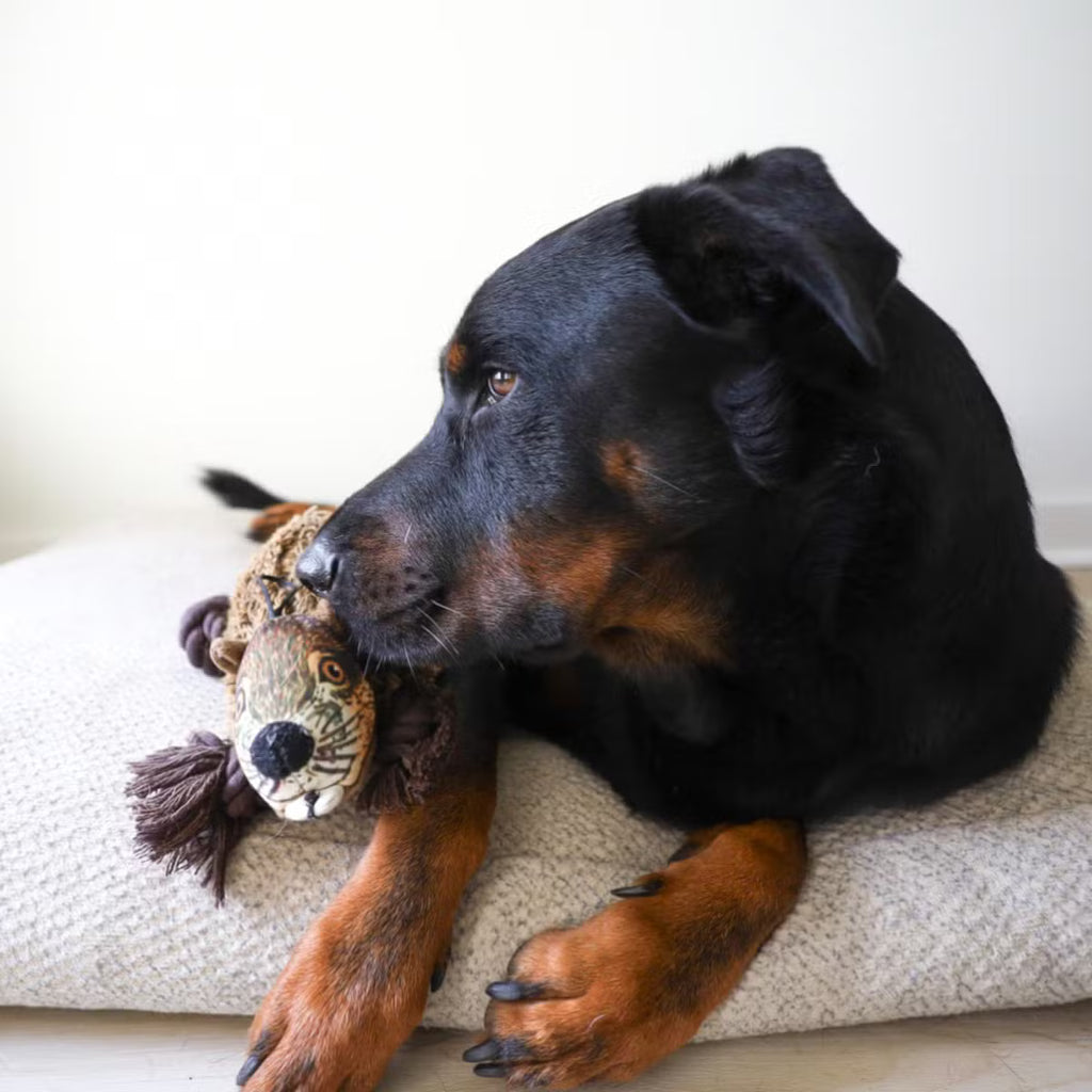Dog Toy with a Toy Inside, Crinkle Feature, and Rope
