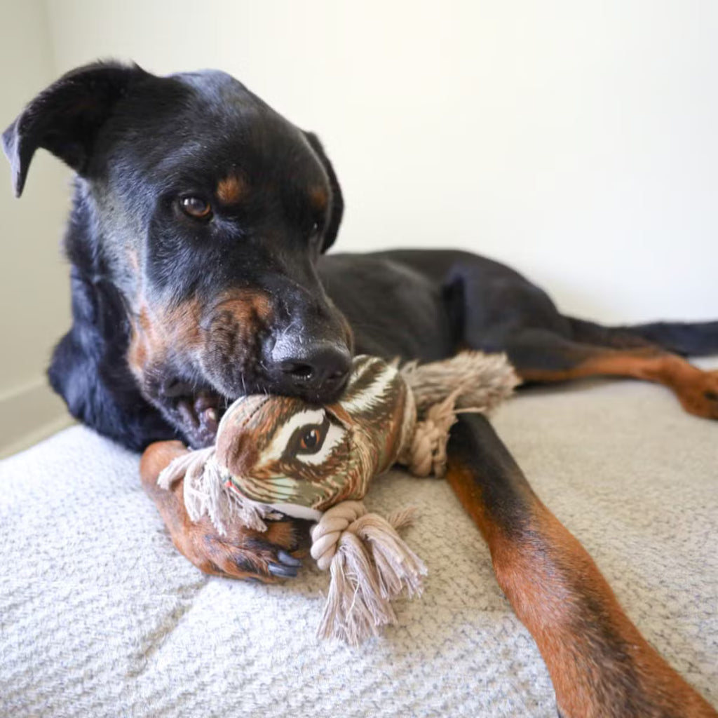 Rope Dog Toy with Crinkles and a Toy Within a Toy