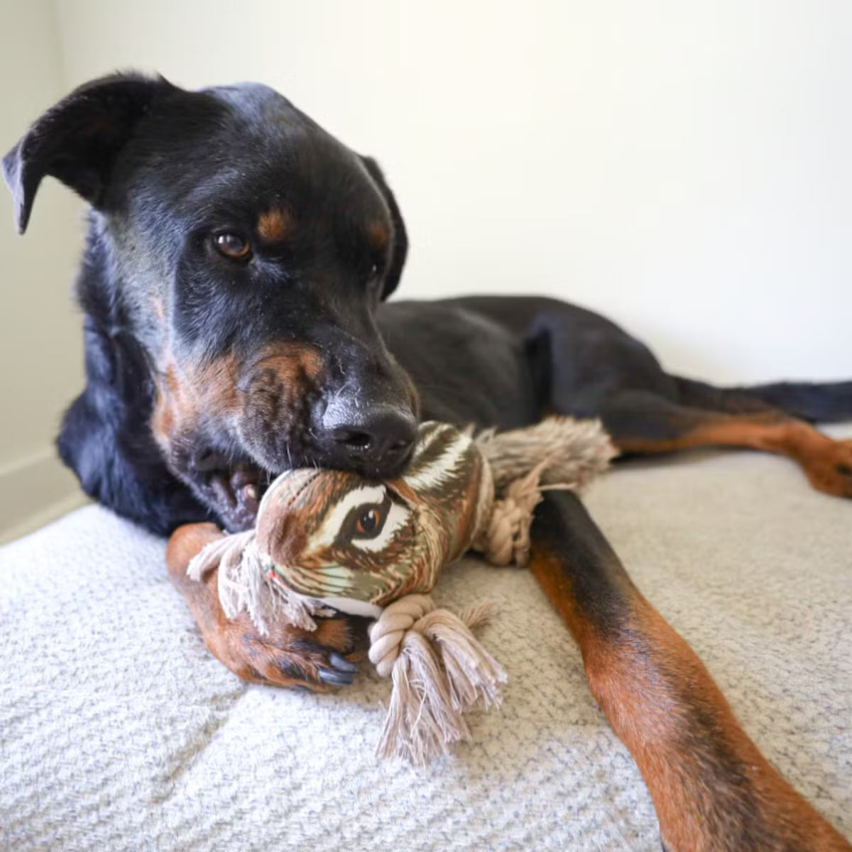 Rope Dog Toy with Crinkles and a Toy Within a Toy