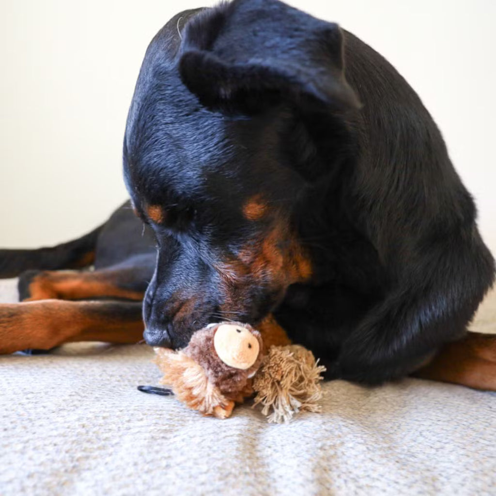 Dog Toy with a Hidden Inner Toy, Crinkle Feature, and Rope