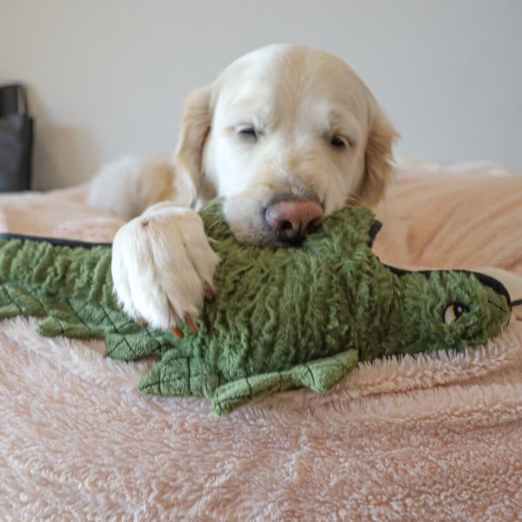 structured Dog - Ruffian Dino Stegosaurus