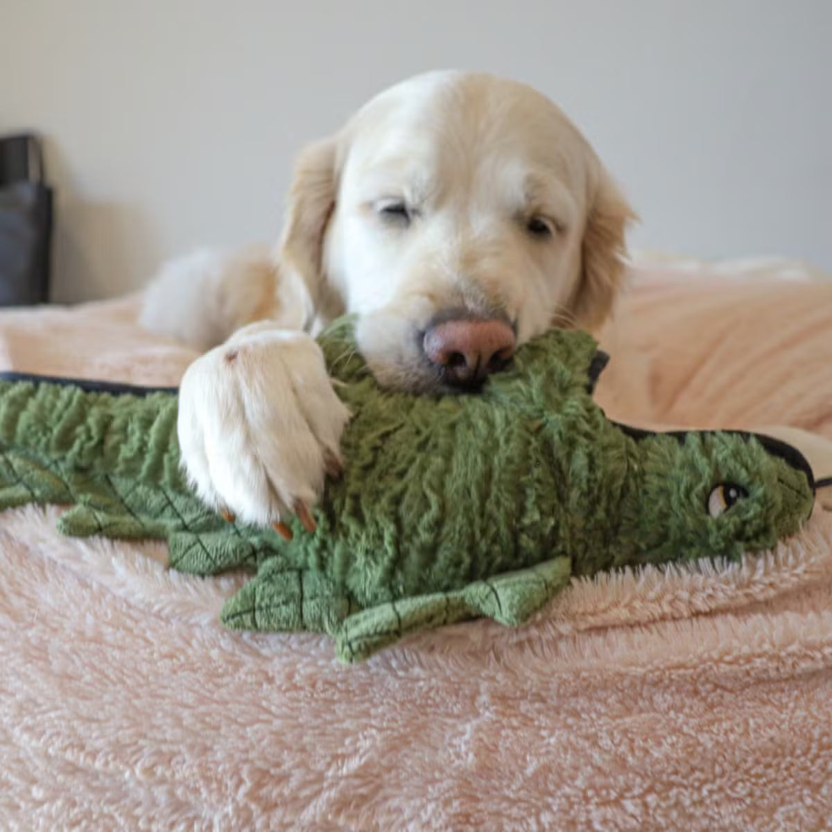 structured Dog - Ruffian Dino Stegosaurus