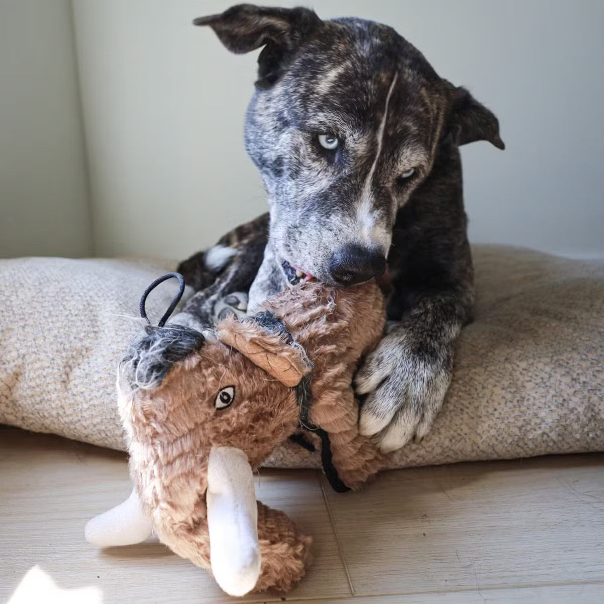 Ruffian Dino Woolly Mammoth Plush Dog Toy - everyday with Surprise Tennis Ball
