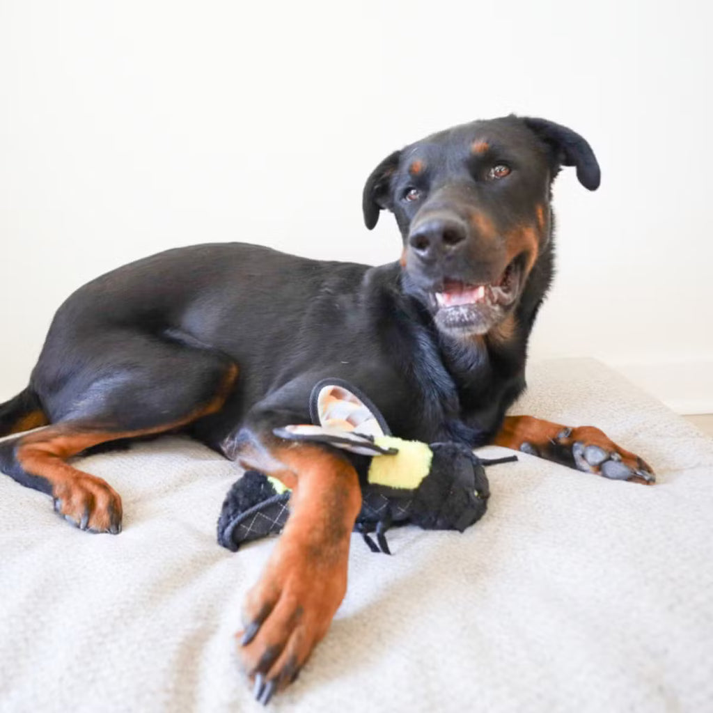 Two-in-One Crinkle Squeak Dog Toy for Playtime