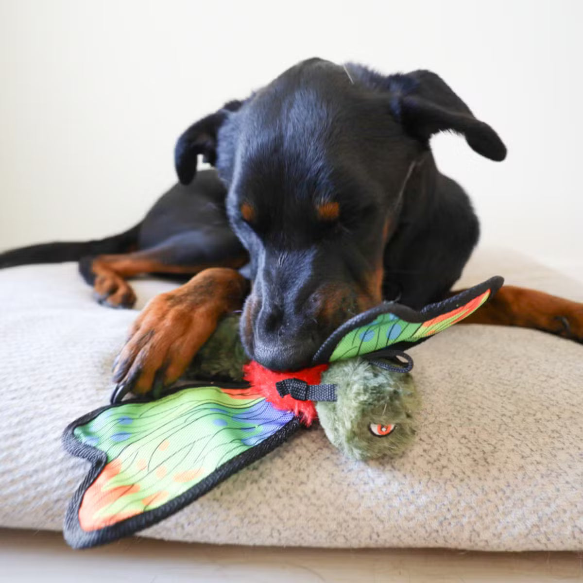 Squeaky Crinkle Dog Toy With an Inner Toy