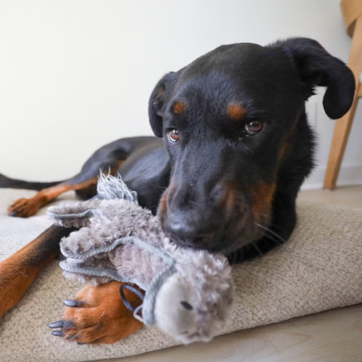 Indestructible Hoofer Donkey Toy with Crinkles, Squeaker & Tennis Ball