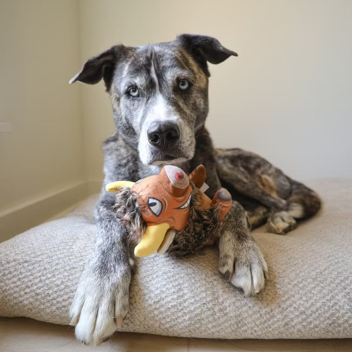 Ruffian Prairie Buffalo: everyday Squeaky Plush Toy with Hidden Tennis Ball