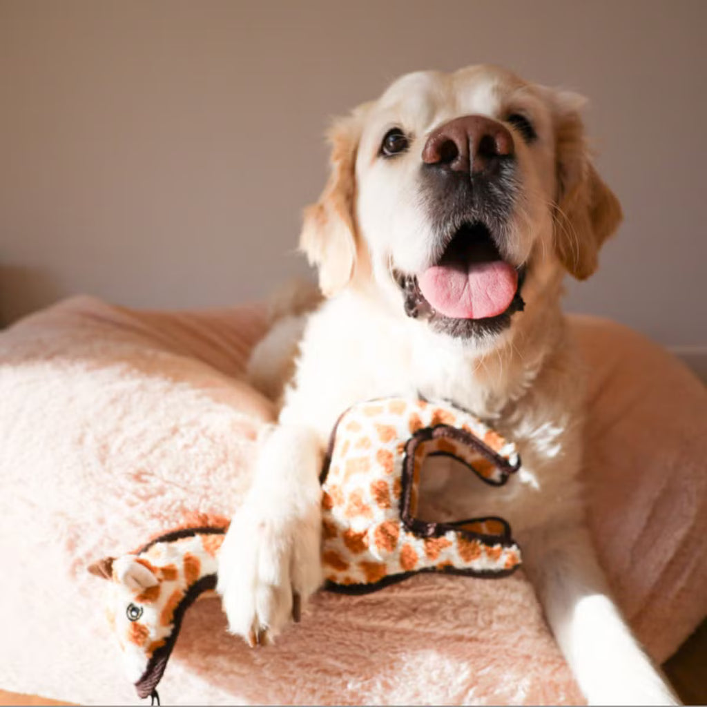 Crinkle and Squeak Dog Toy with an Inner Toy