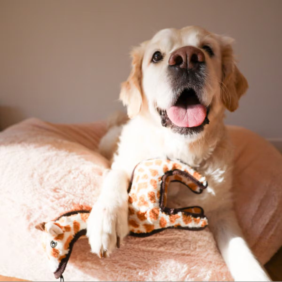 Crinkle and Squeak Dog Toy with an Inner Toy
