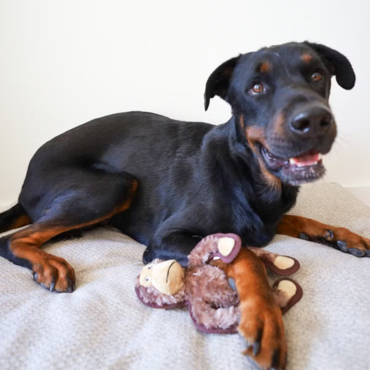 Crinkle Squeak Dog Toy With an Inner Toy