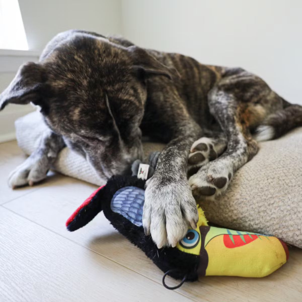 Ruffian Toucan: everyday Squeaky Plush Toy with Surprise Tennis Ball