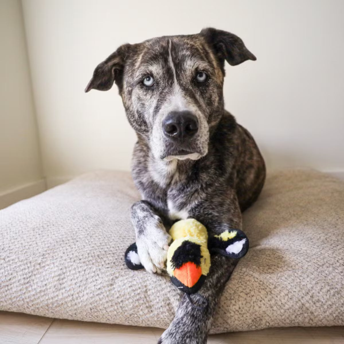 Layered Play Dog Toy With Crinkles and Squeaks
