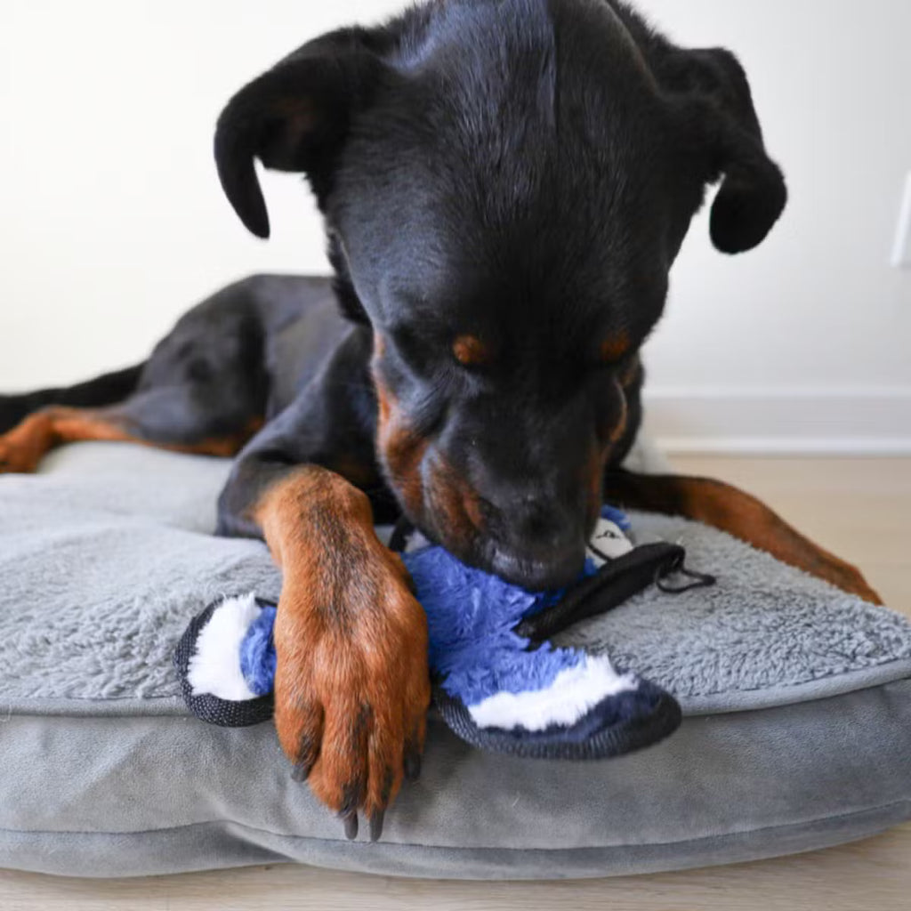 Ruffian Yard Bird Blue Jay – everyday Crinkle Plush Toy with Squeaker