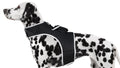 Keep Tabs on Your Furry Friend with the Pet Tracker XL GPS Harness