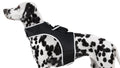 Keep Tabs on Your Furry Friend: GPS Pet Tracker with Real-Time Tracking & Low Monthly Fee