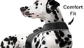 Never Wonder Where Your Pet Roams – Real-Time GPS Tracking Made Simple