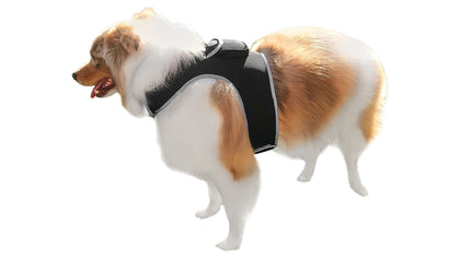 Never Wonder Where Your Pet Is – Track in Real Time from Your Phone!