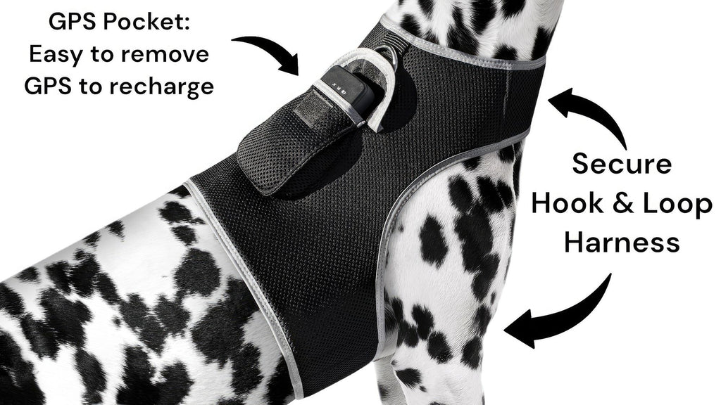 Never Worry About Losing Your Pet Again with Real-Time GPS Tracking