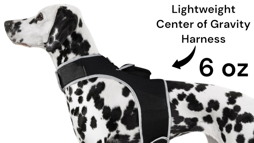 Real-Time GPS Tracking: Keep Your Pet Safe and Locatable Anywhere